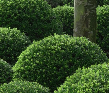 Japanse hulst of Ilex crenata - een alternatief voor buxus